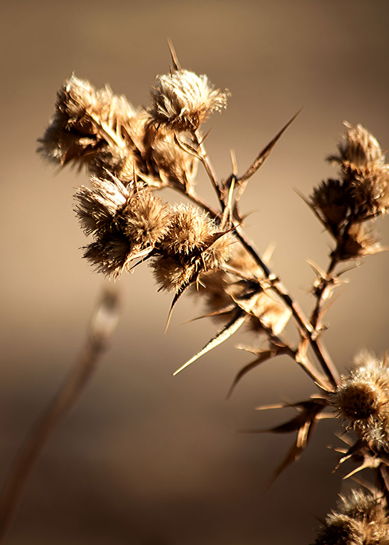 Landscape / Nature Photo By Adrin Alinejad