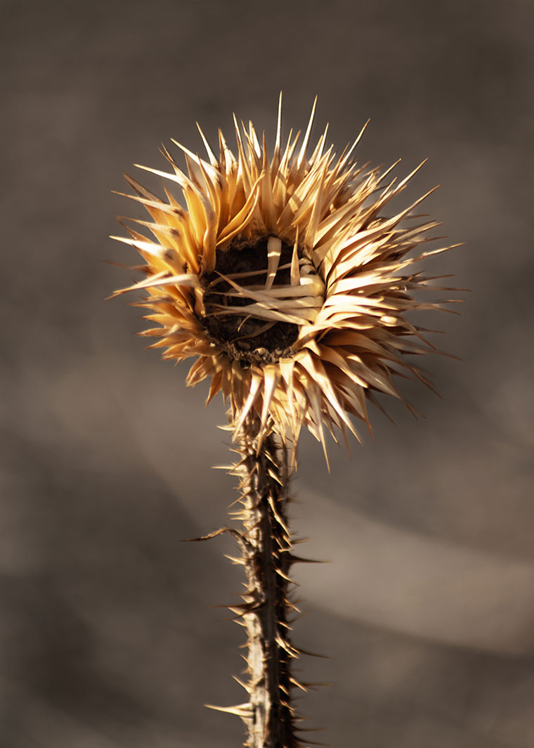 Landscape / Nature Photo By Adrin Alinejad